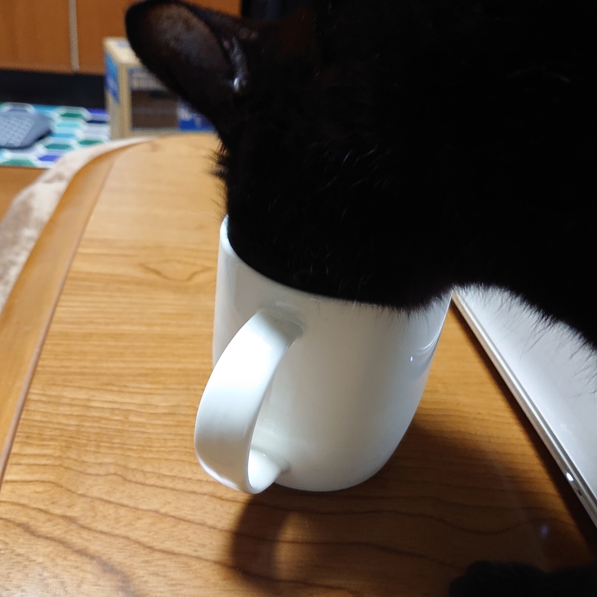 f:id:uoomee:20200504160946j:plain f:id:uoomee:20200504160946j:plain