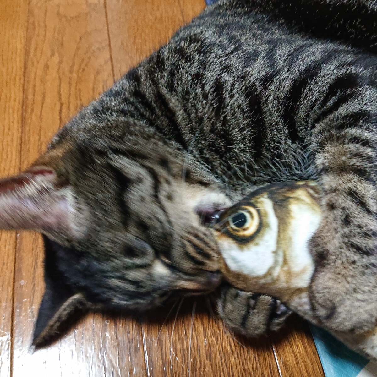 f:id:uoomee:20200505155132j:plain f:id:uoomee:20200505155132j:plain