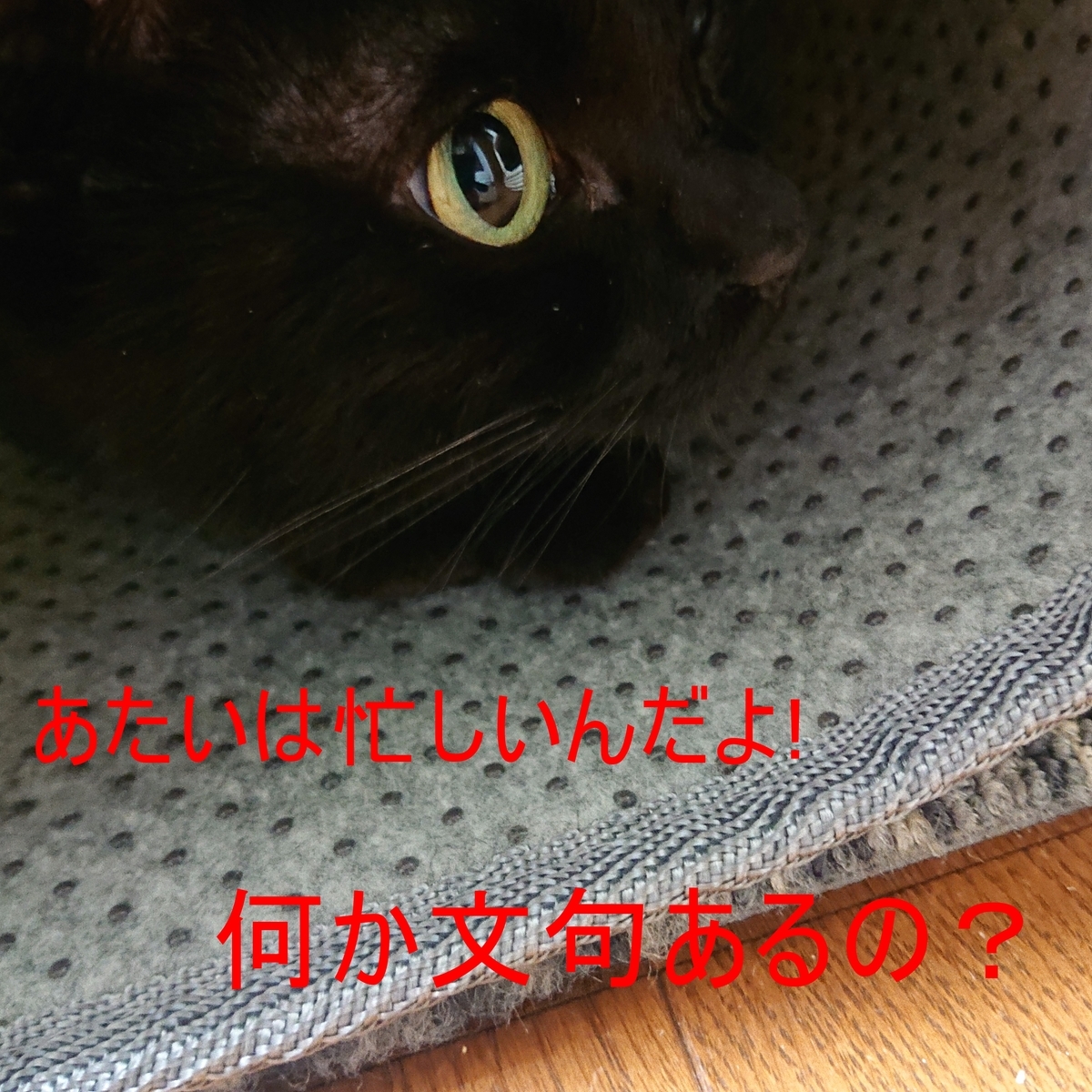 f:id:uoomee:20200506011853j:plain f:id:uoomee:20200506011853j:plain