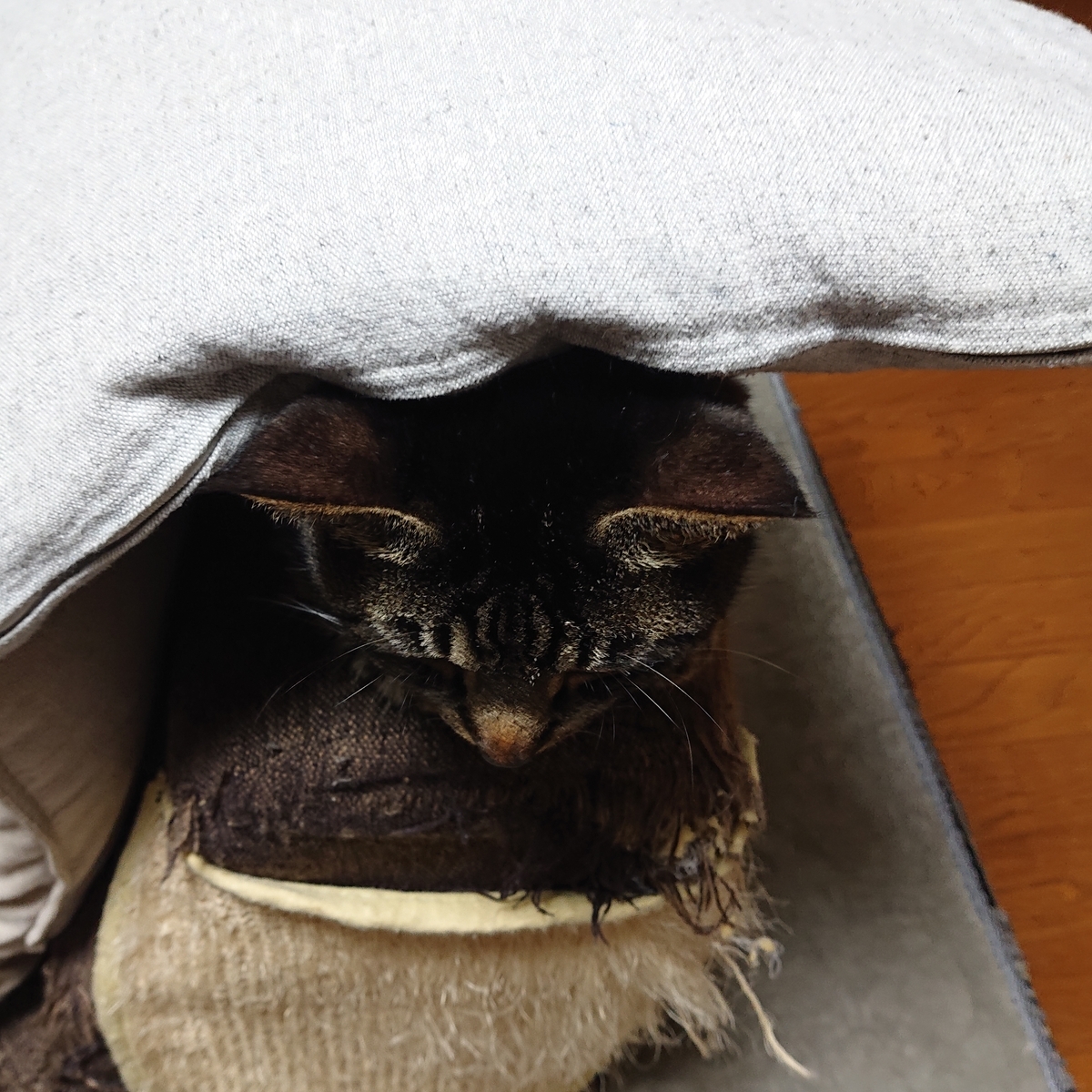 f:id:uoomee:20200506015546j:plain f:id:uoomee:20200506015546j:plain