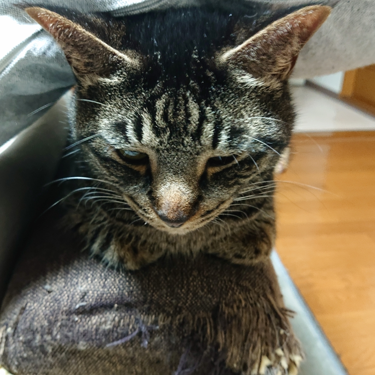 f:id:uoomee:20200506015850j:plain f:id:uoomee:20200506015850j:plain