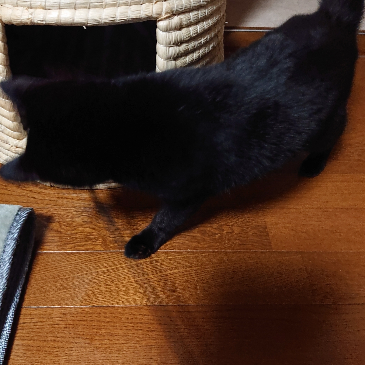 f:id:uoomee:20200507145121j:plain f:id:uoomee:20200507145121j:plain