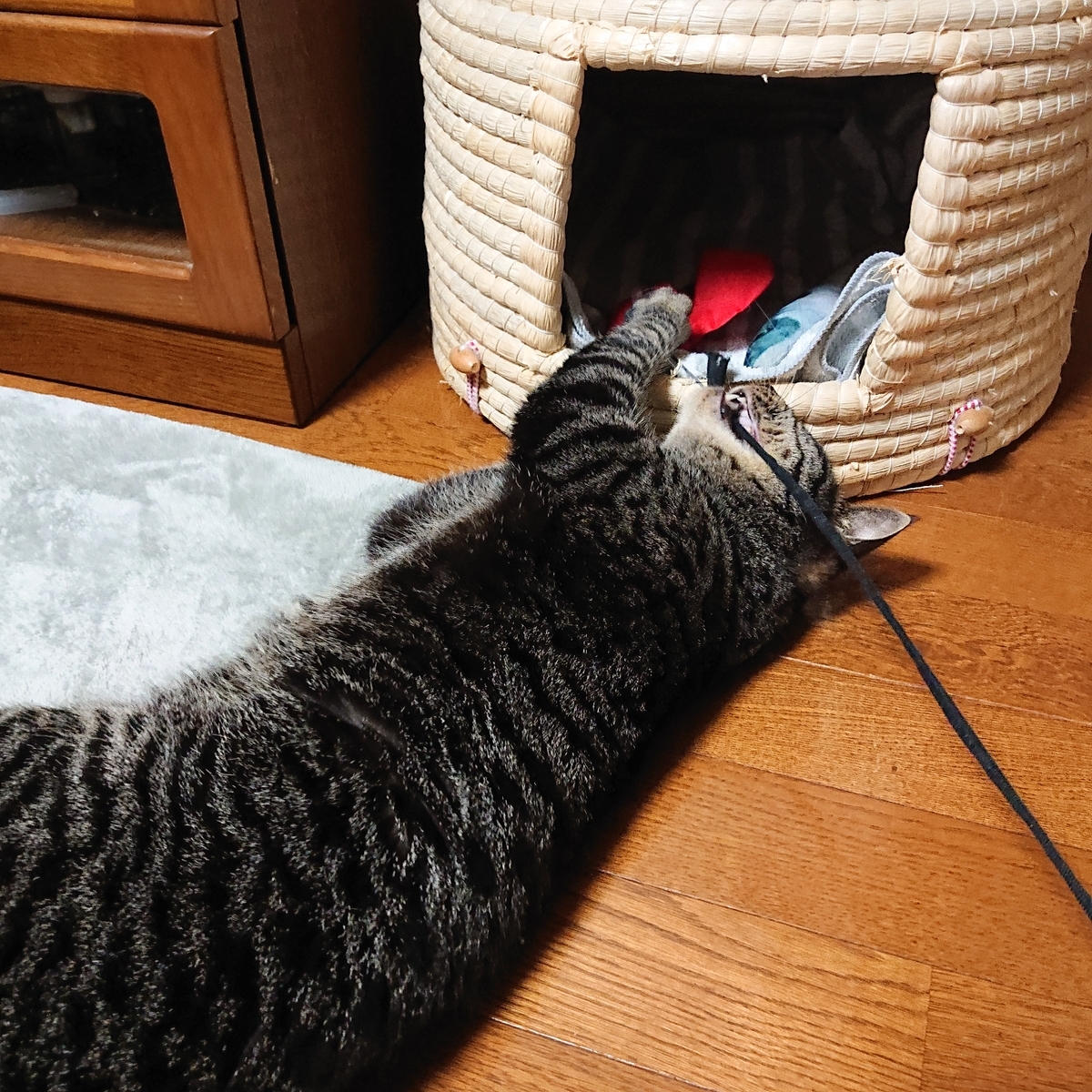 f:id:uoomee:20200507145549j:plain f:id:uoomee:20200507145549j:plain