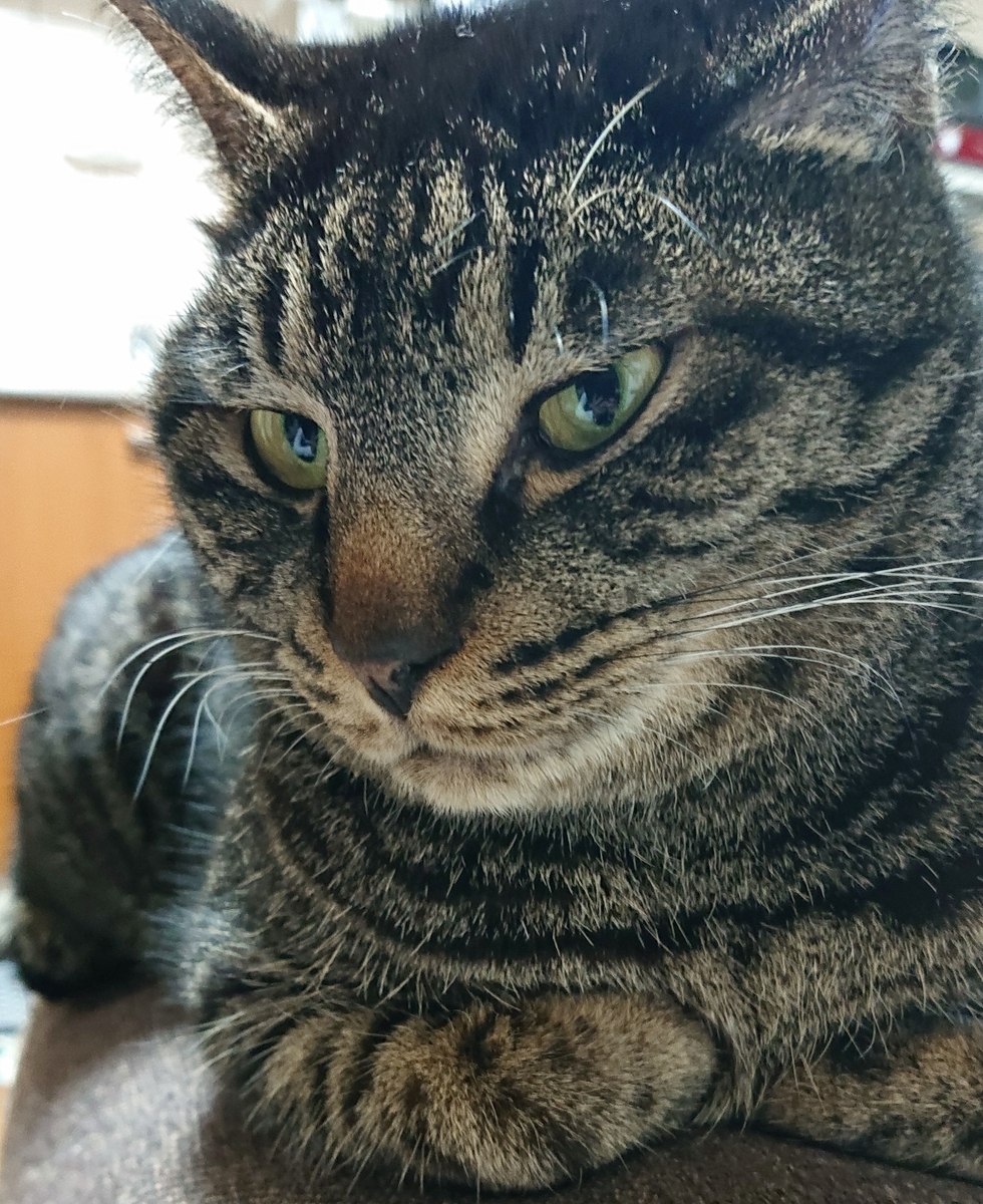 f:id:uoomee:20200507151530j:plain f:id:uoomee:20200507151530j:plain