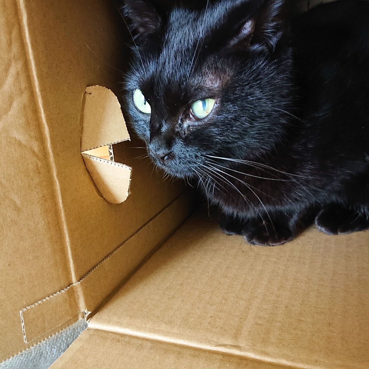 f:id:uoomee:20200508140147j:plain f:id:uoomee:20200508140147j:plain