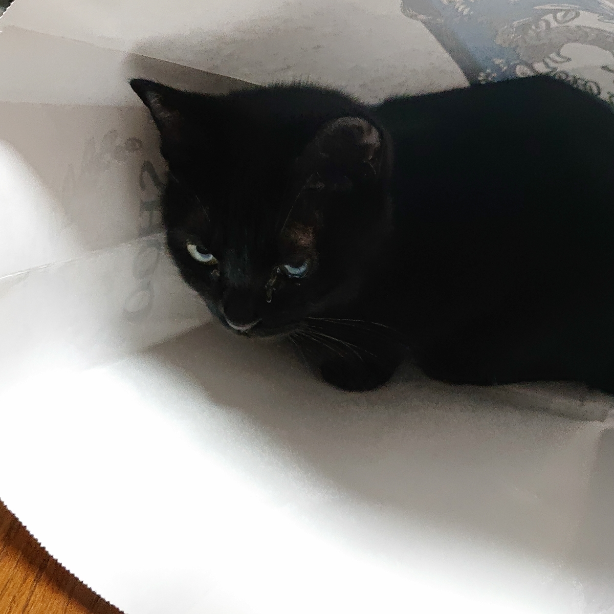 f:id:uoomee:20200514131642j:plain f:id:uoomee:20200514131642j:plain