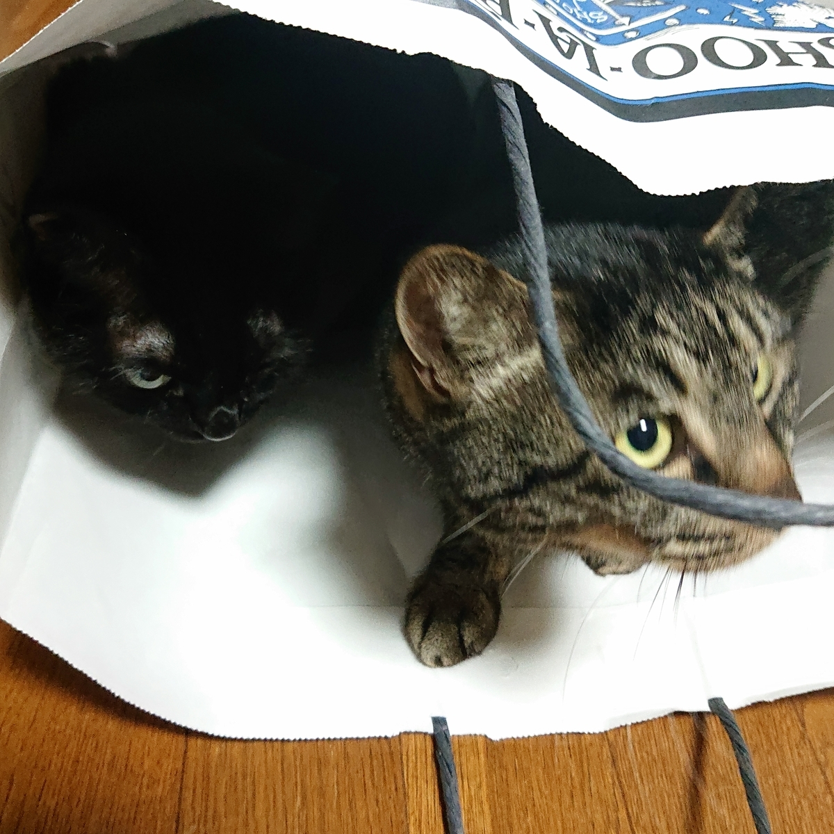 f:id:uoomee:20200514131741j:plain f:id:uoomee:20200514131741j:plain