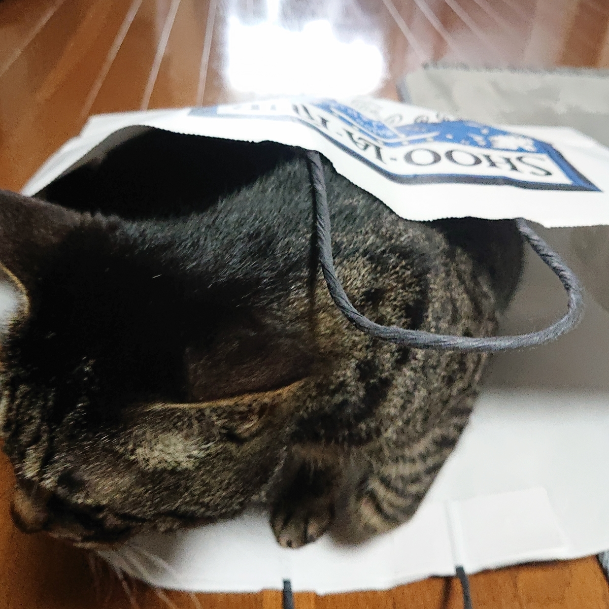 f:id:uoomee:20200514131818j:plain f:id:uoomee:20200514131818j:plain