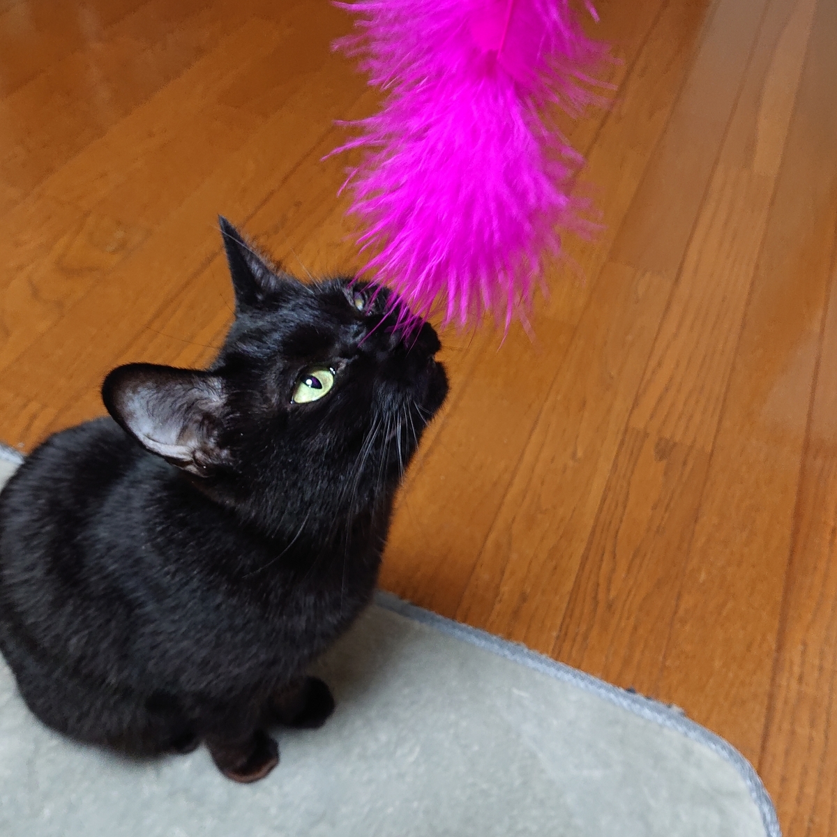 f:id:uoomee:20200514140222j:plain f:id:uoomee:20200514140222j:plain