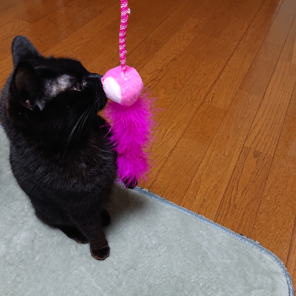 f:id:uoomee:20200514140411j:plain f:id:uoomee:20200514140411j:plain