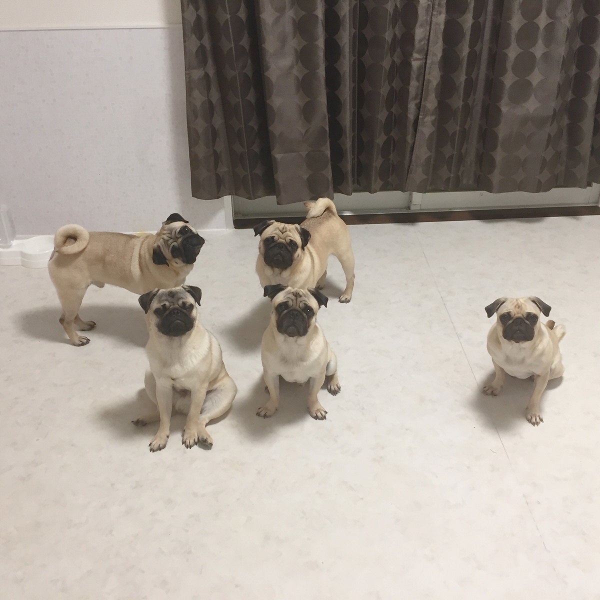 多頭飼い生活 パグチラ