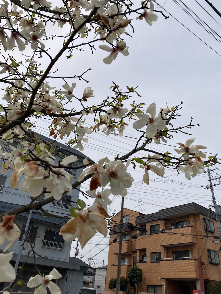 f:id:uosando:20220402192629j:image f:id:uosando:20220402192629j:image