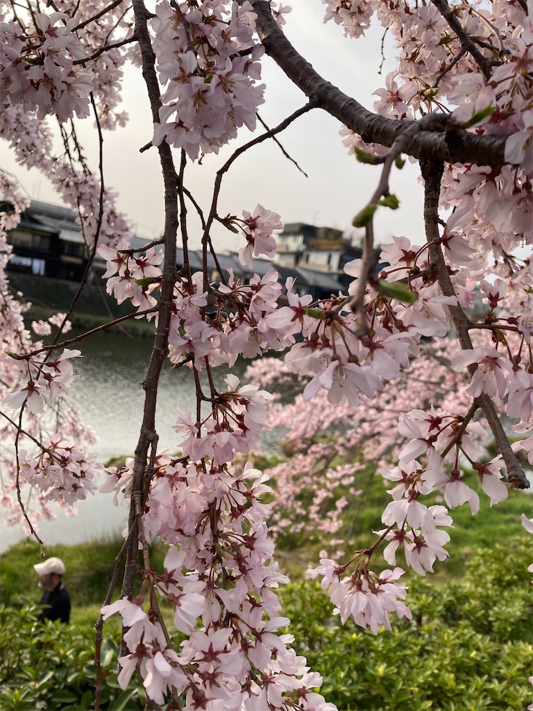 f:id:uosando:20260328200702j:image