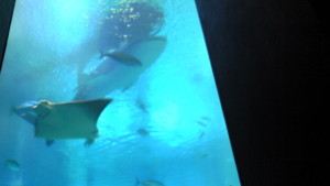 f:id:uotti:20090605115652j:image