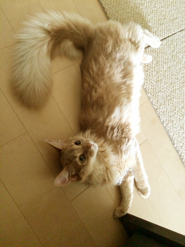 マンション住まいに最適な猫種ソマリの性格・見た目・鳴き声・種類・飼い方など ボーダレス