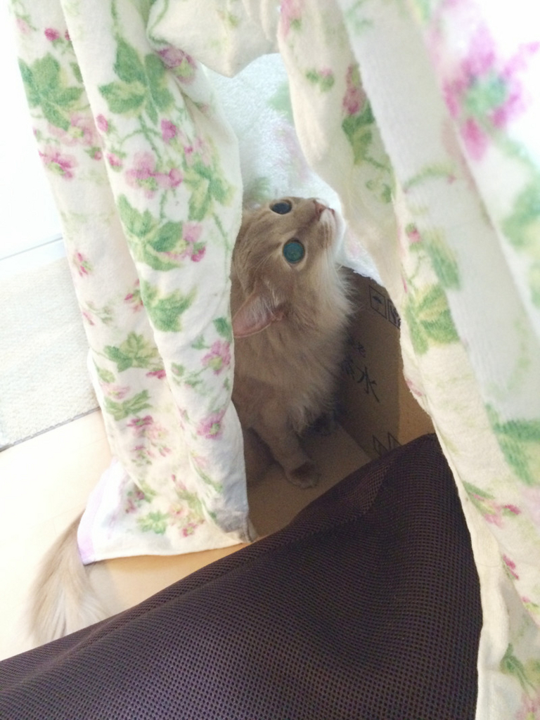 f:id:up2me:20170707154858j:plain