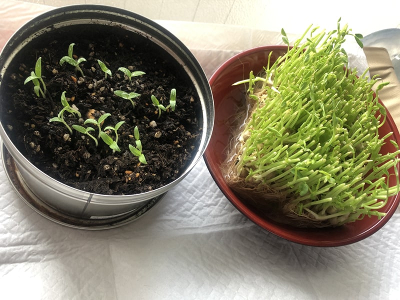 f:id:up2me:20190925104928j:plain