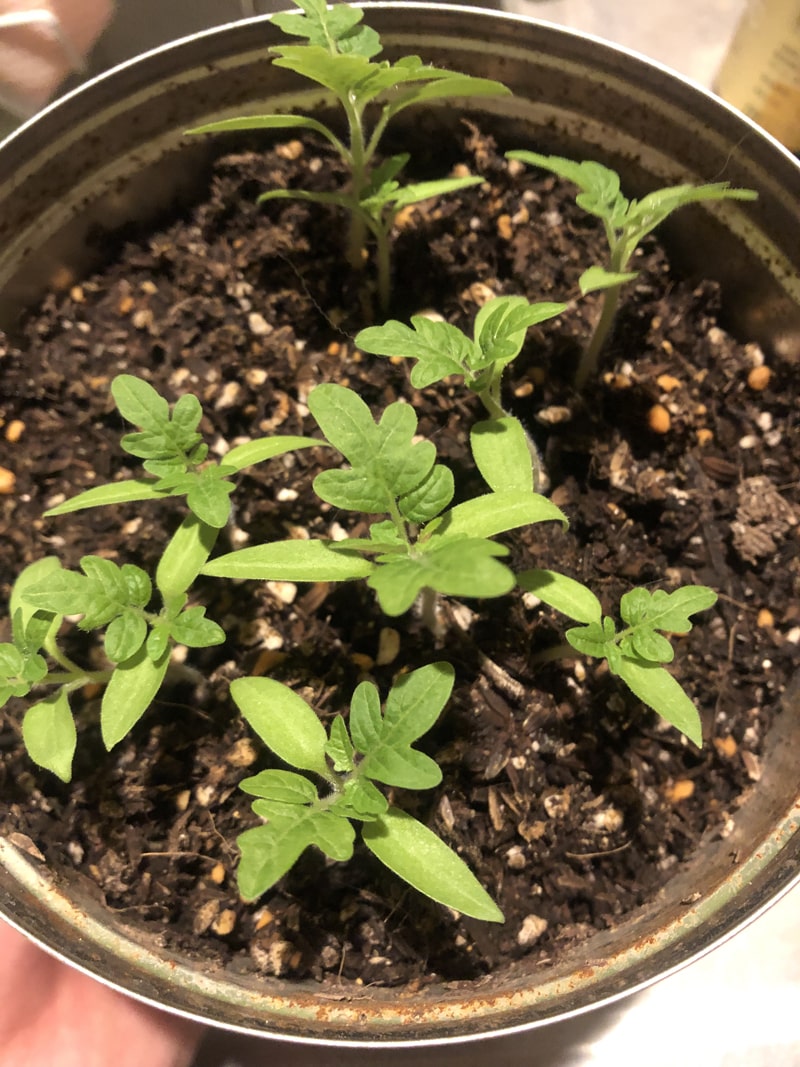 f:id:up2me:20190925105232j:plain