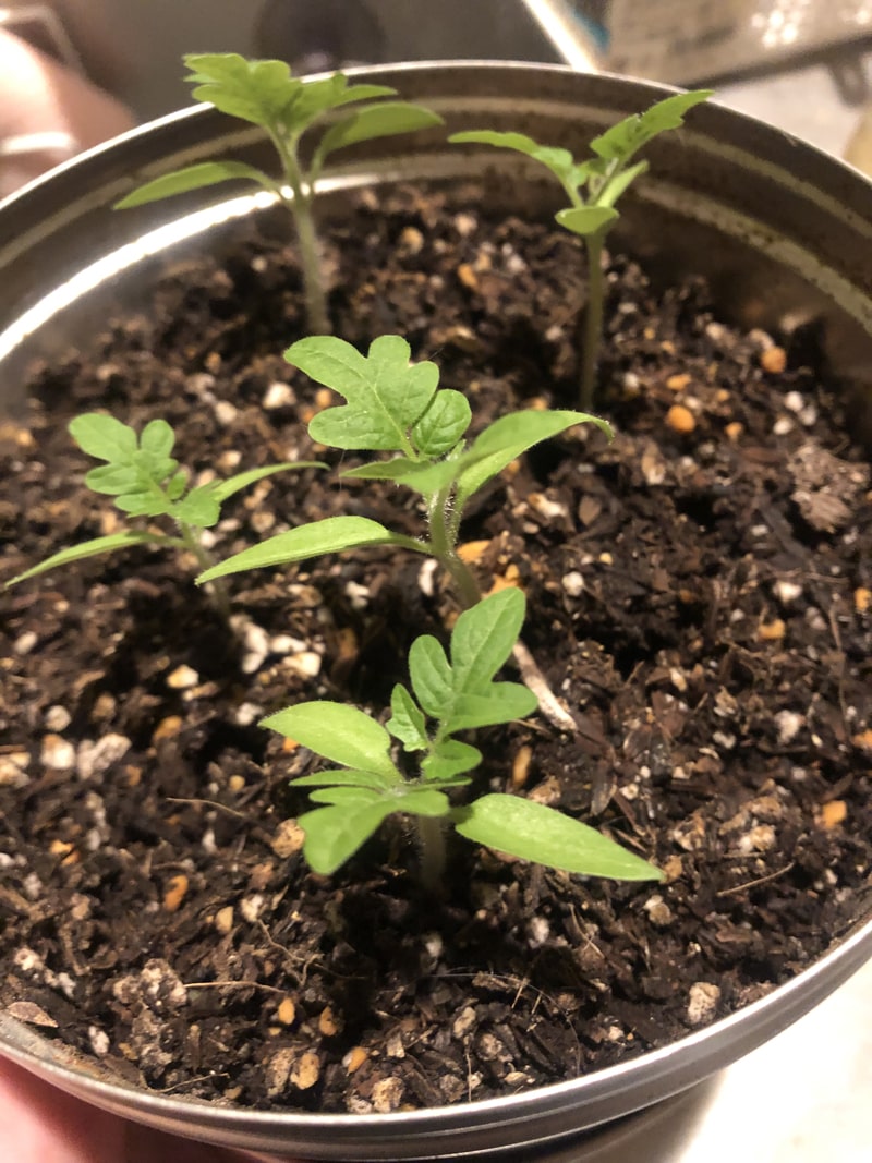 f:id:up2me:20190925105305j:plain