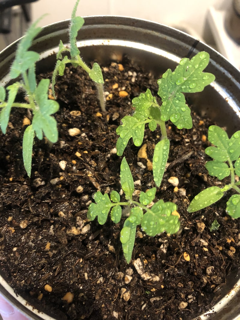 f:id:up2me:20190925105350j:plain