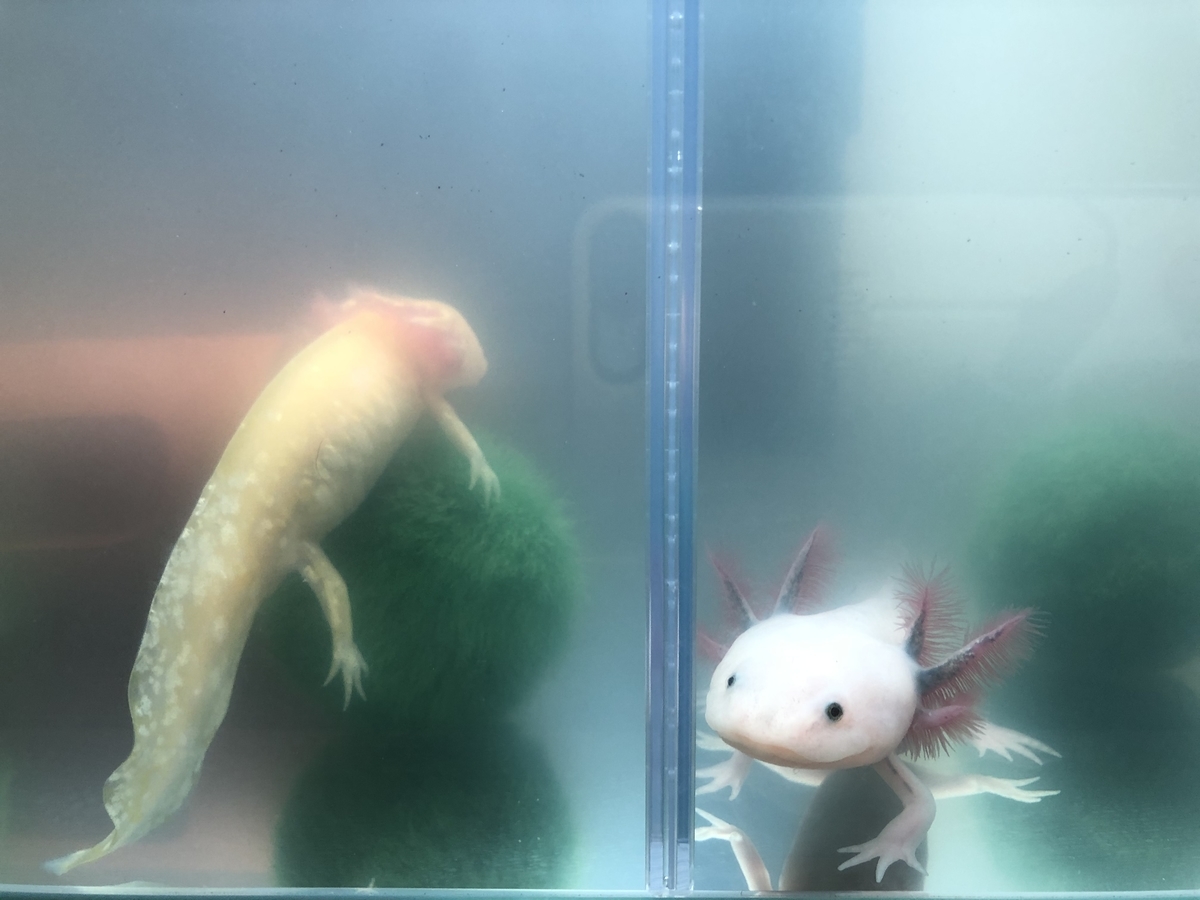 ウーパールーパーの水槽によくあるスーモのようなまりも アレって本物なの お答えします 集え うぱまにあ