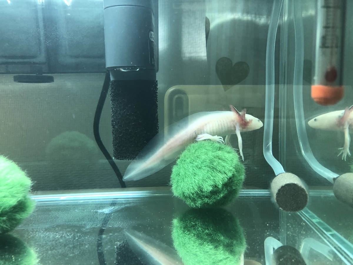 ウーパールーパーの水槽によくあるスーモのようなまりも アレって本物なの お答えします 集え うぱまにあ
