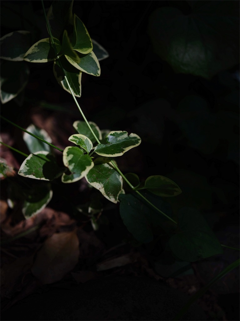 f:id:upim:20190527185600j:plain f:id:upim:20190527185600j:plain