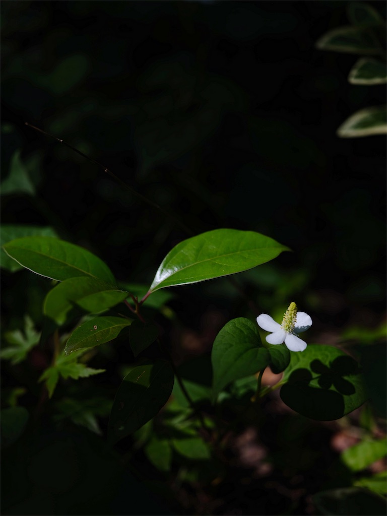 f:id:upim:20190527185604j:plain f:id:upim:20190527185604j:plain