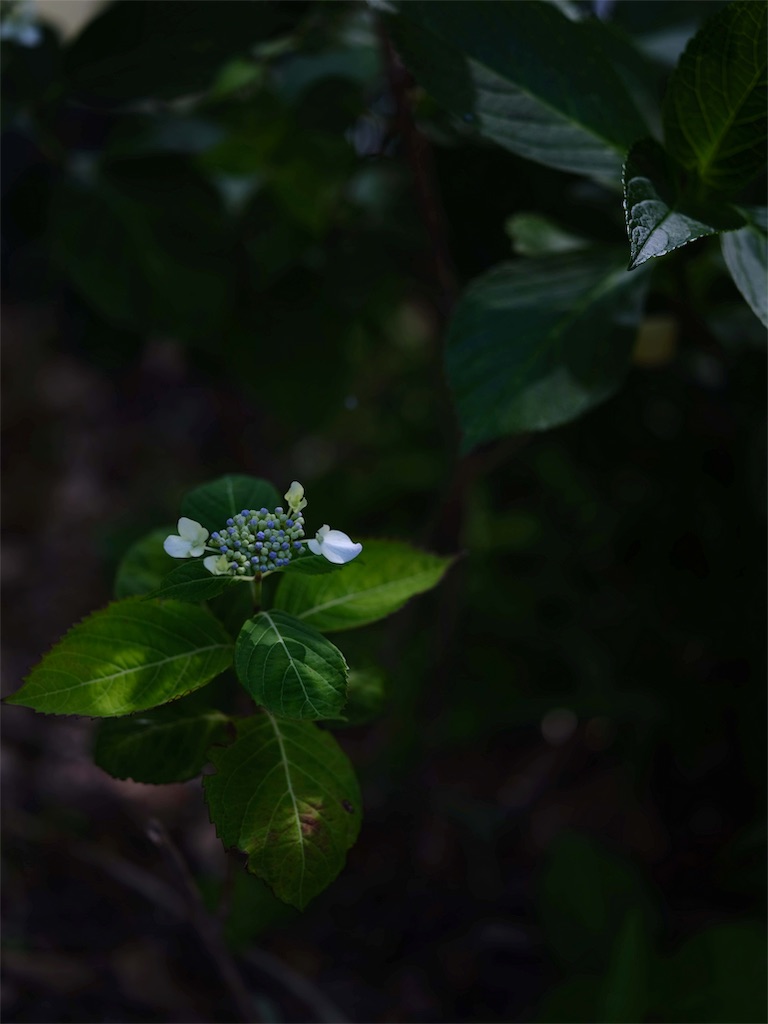 f:id:upim:20190527185619j:plain f:id:upim:20190527185619j:plain