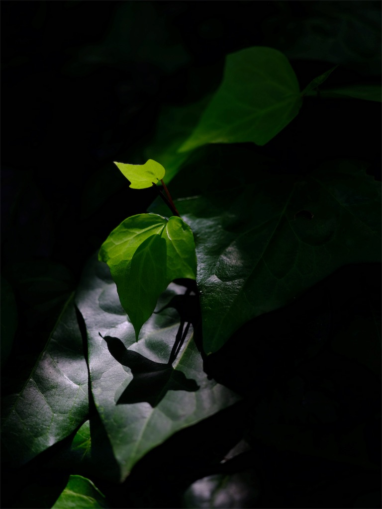 f:id:upim:20190527185624j:plain f:id:upim:20190527185624j:plain