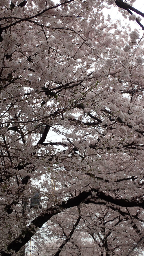 f:id:uporeke:20160402091359j:plain