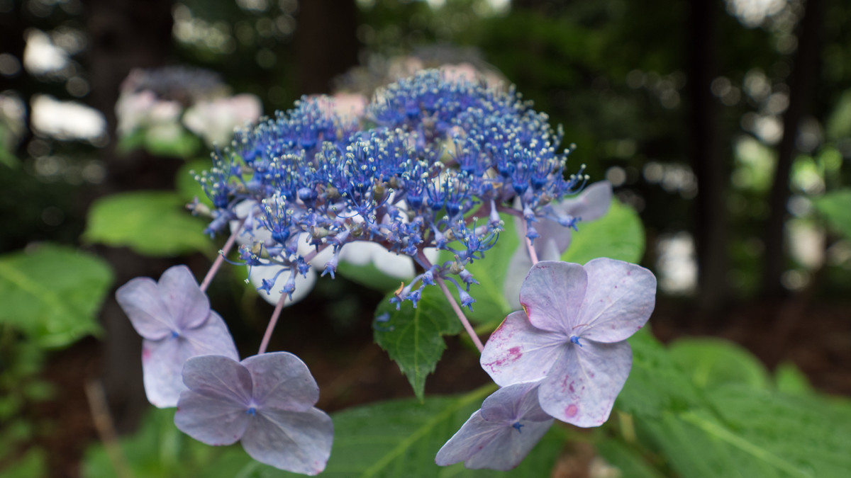 f:id:uporeke:20190629154135j:plain f:id:uporeke:20190629154135j:plain