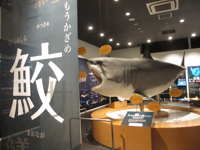 f:id:ura-sima:20190526094310j:plain f:id:ura-sima:20190526094310j:plain