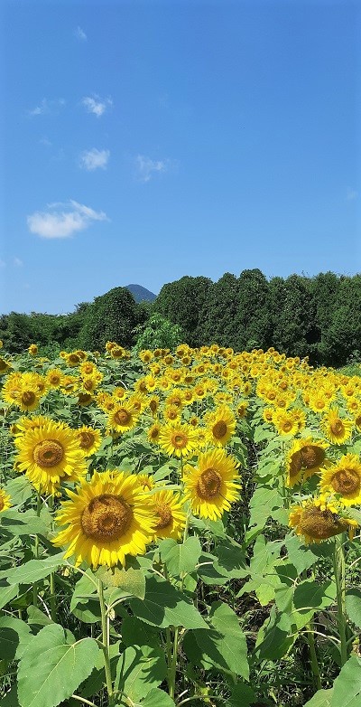 f:id:ura-sima:20190818132202j:plain f:id:ura-sima:20190818132202j:plain
