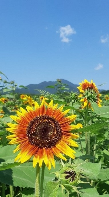 f:id:ura-sima:20190818141739j:plain f:id:ura-sima:20190818141739j:plain