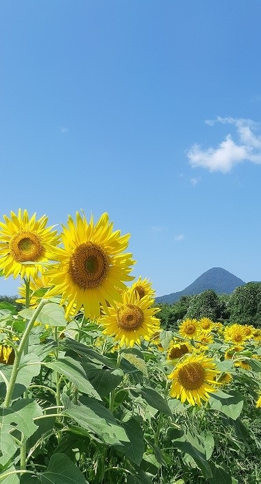 f:id:ura-sima:20190818141742j:plain f:id:ura-sima:20190818141742j:plain