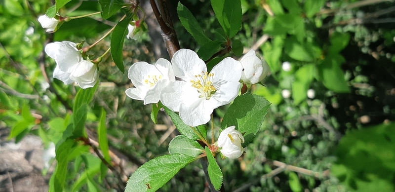 f:id:ura-sima:20200610150402j:plain f:id:ura-sima:20200610150402j:plain