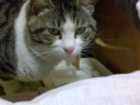 f:id:ura_lynx:20090315112232j:image