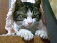 f:id:ura_lynx:20090404113819j:image