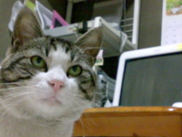 f:id:ura_lynx:20090411214343j:image