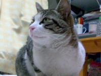 f:id:ura_lynx:20090411214345j:image