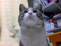 f:id:ura_lynx:20090411214740j:image