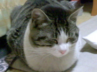 f:id:ura_lynx:20090411214741j:image