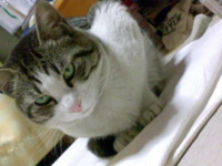 f:id:ura_lynx:20090411214742j:image