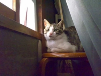 f:id:ura_lynx:20090719220619j:image