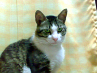 f:id:ura_lynx:20090721003649j:image