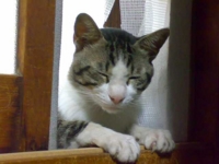 f:id:ura_lynx:20090728121341j:image