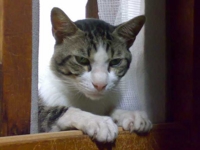f:id:ura_lynx:20090728121342j:image