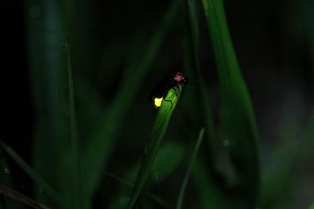110528w_hotaru1.jpg