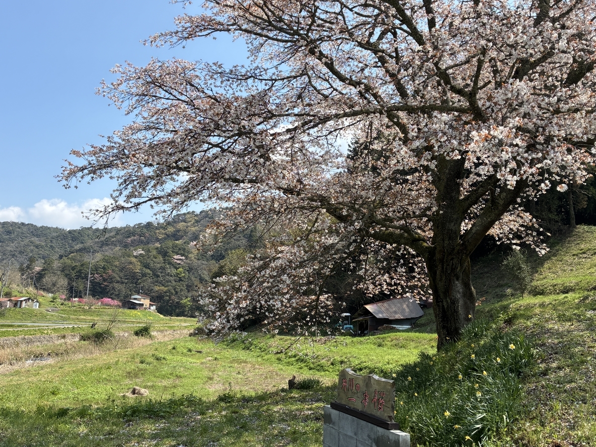 井川の一本桜